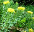 rhodiola-rosea