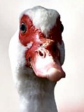 Bird flu duck