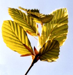 Bristling beech leaves