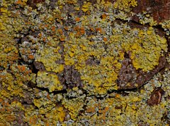 Mosses lichens