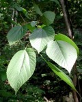 Mulberry leaf