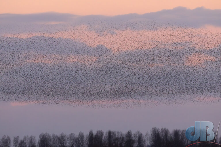 Estimate - 75000 Starlings