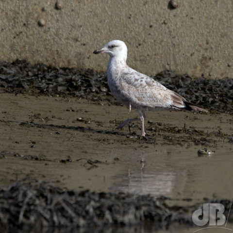 1st Winter juvenile Herring Gull