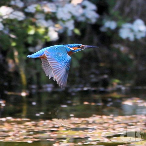 In-flight Kingfisher