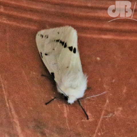 Buff Ermine, Spilosoma lutea