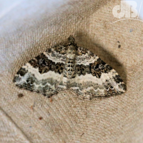 Garden Carpet Xanthorhoe fluctuata