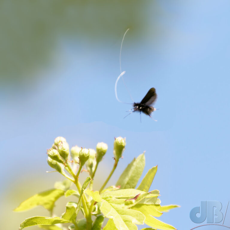 Green Longhorn moth, Adele reamurella