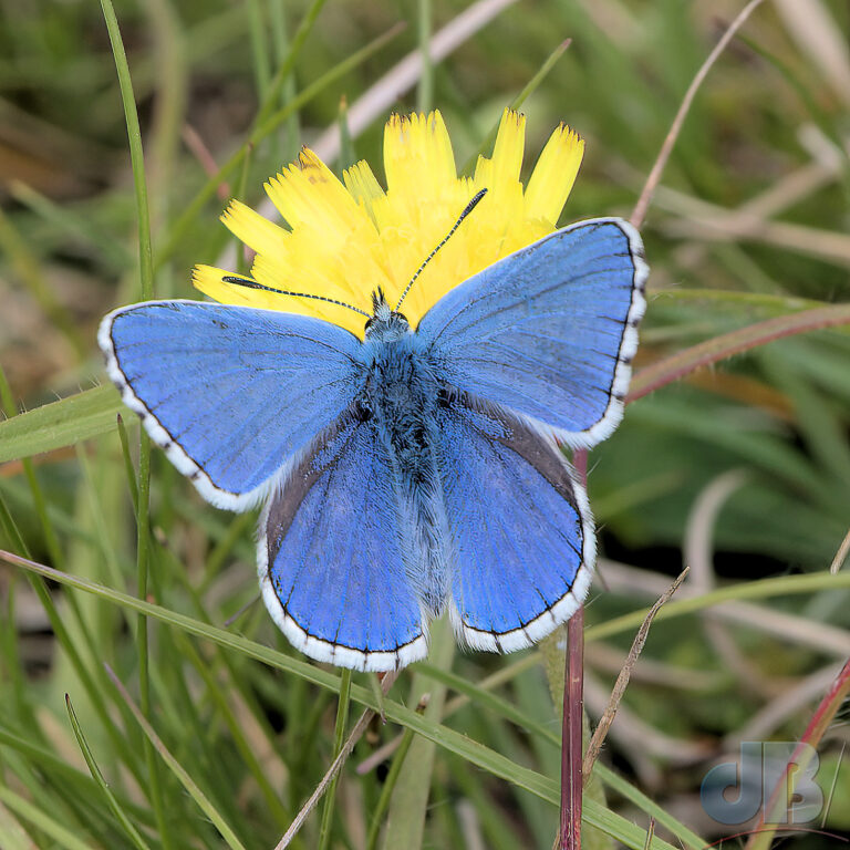 Adonis Blue butterfly at Devil's Dyke