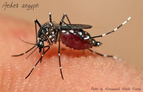 Aedes aegypti