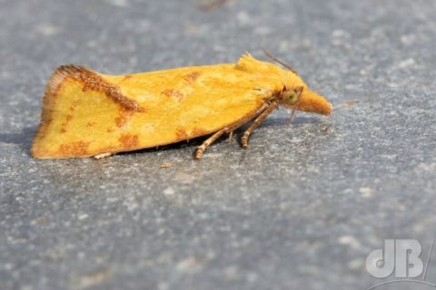 Agapeta hamana (Linnaeus, 1758)