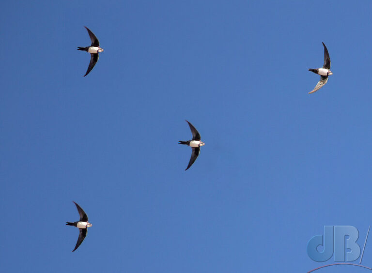 Alpine Swifts flying against a blue sky above central Athens, 2019