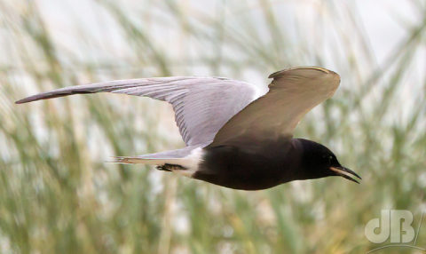 American Black Tern