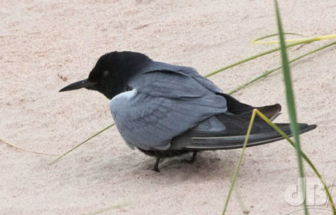 American Black Tern, Long Nanny