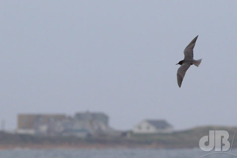 Adult American Black Tern