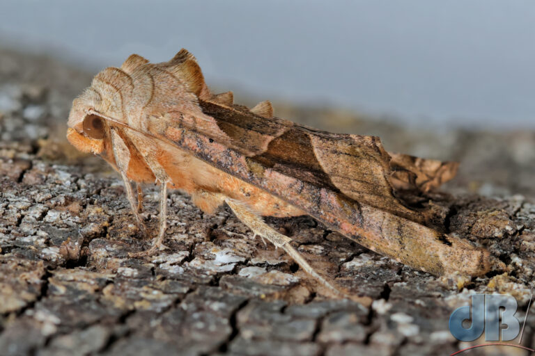 Focus-stacked sideview of Angle Shades taken on a Canon R7 with a Tamron 90mm 1:1 macro lens