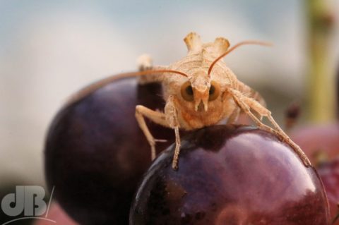 Angle Shades grapes staring