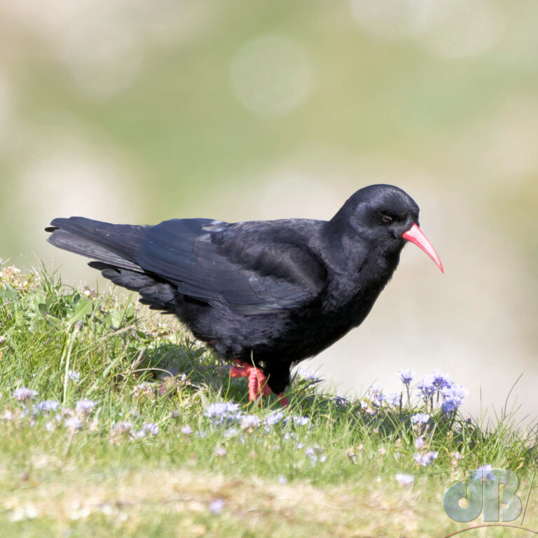 Chough, RSPB South Stack