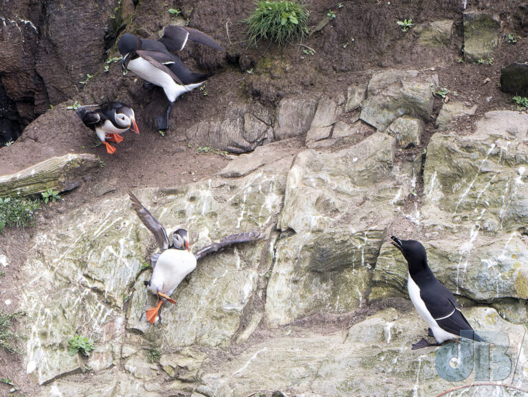 Puffins and Razorbills, RSPB South Stack