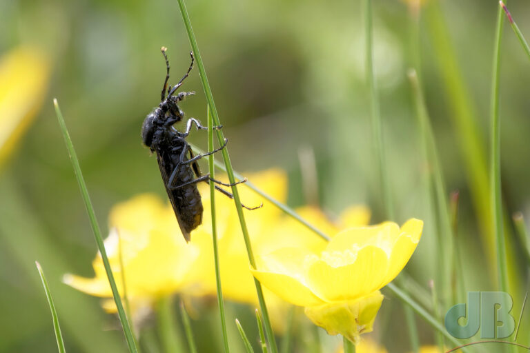 Fever-fly, Dilophus febrilis, in the Rhosneigr sand dunes