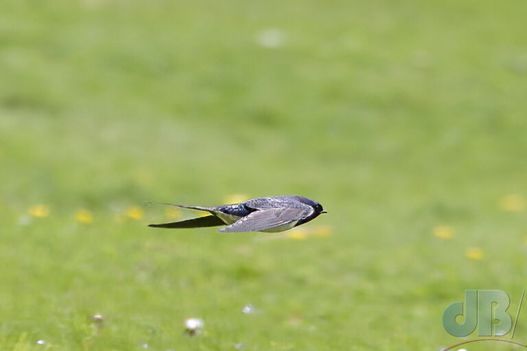 Barn Swallow in flight at Plas Newydd