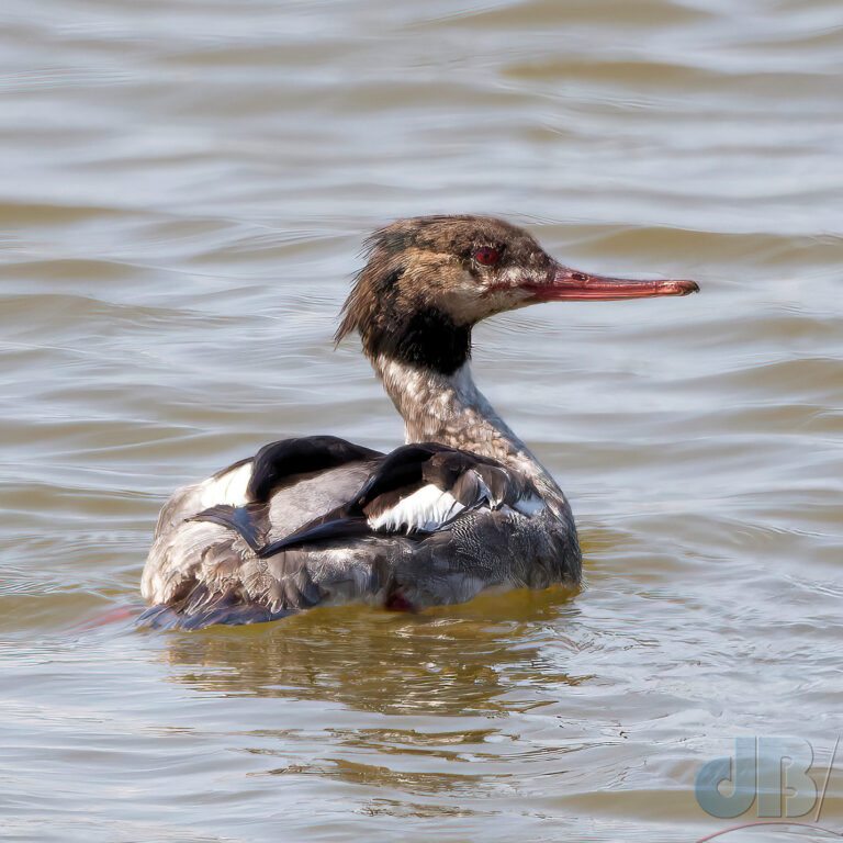 Merganser, Cemlyn Bay