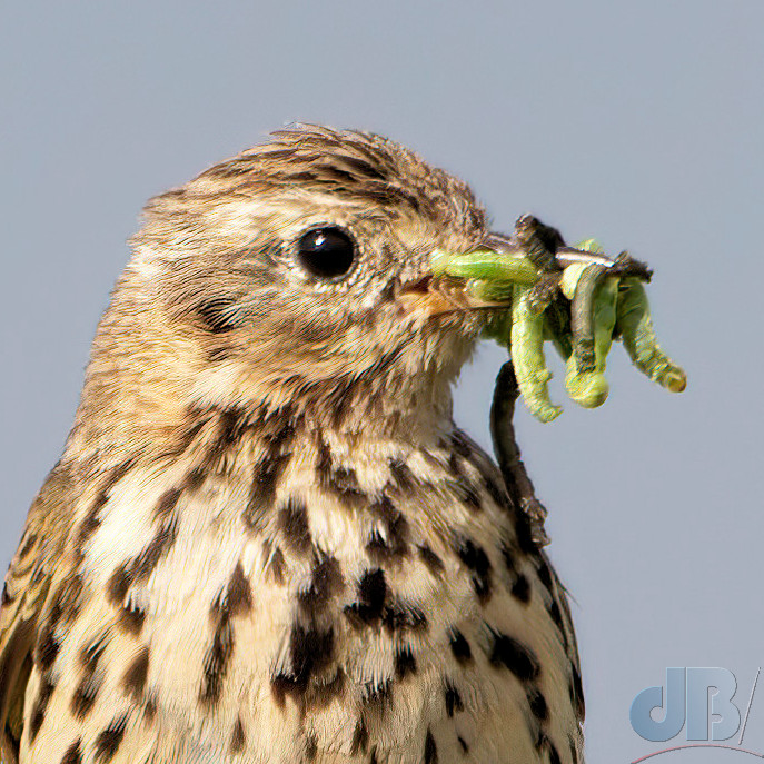 Meadow Pipit and food