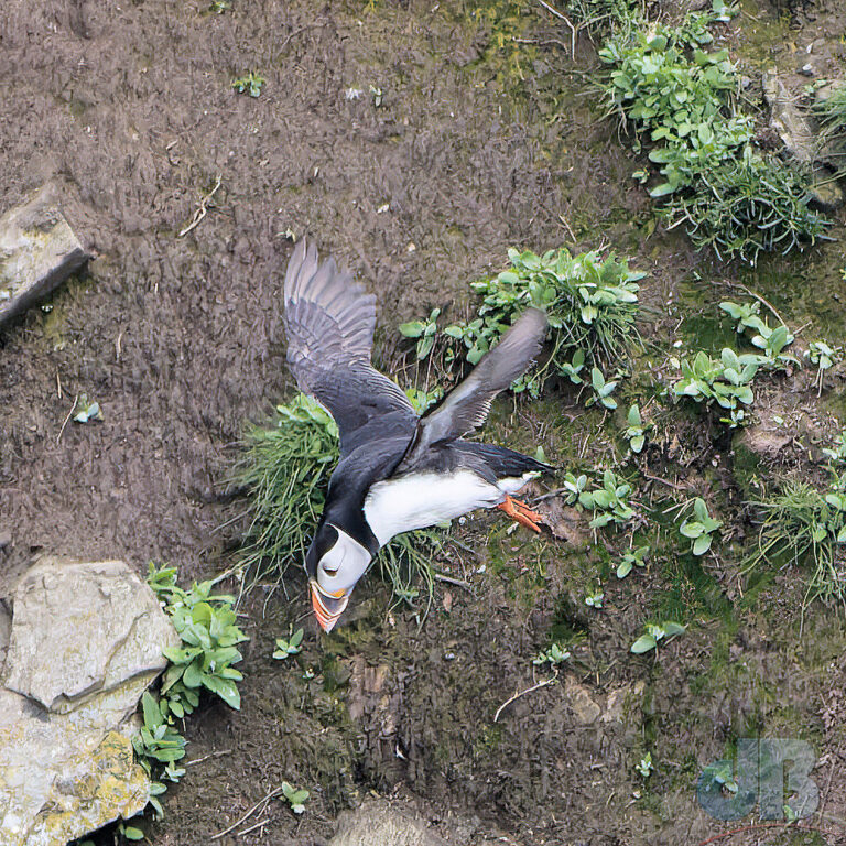 Puffin, RSPB South Stack