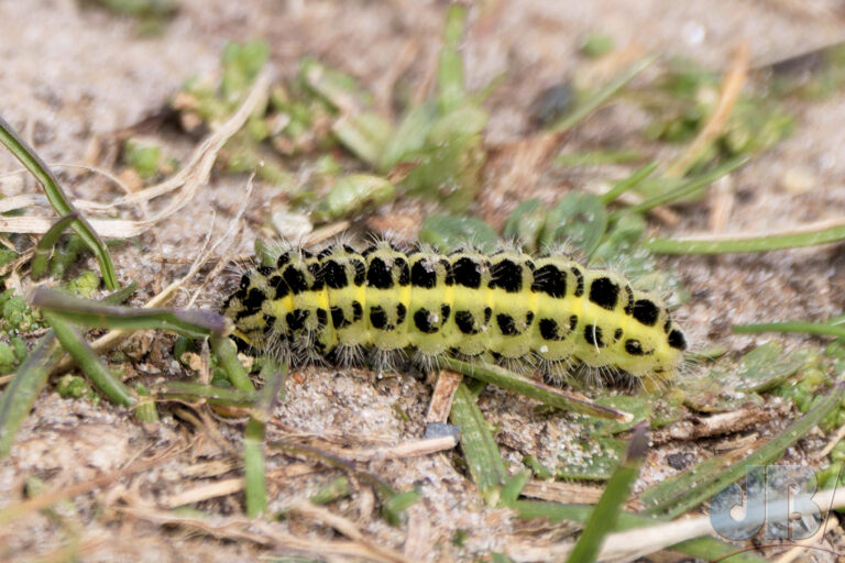Six-spot Burnet larva, Rhosneigr
