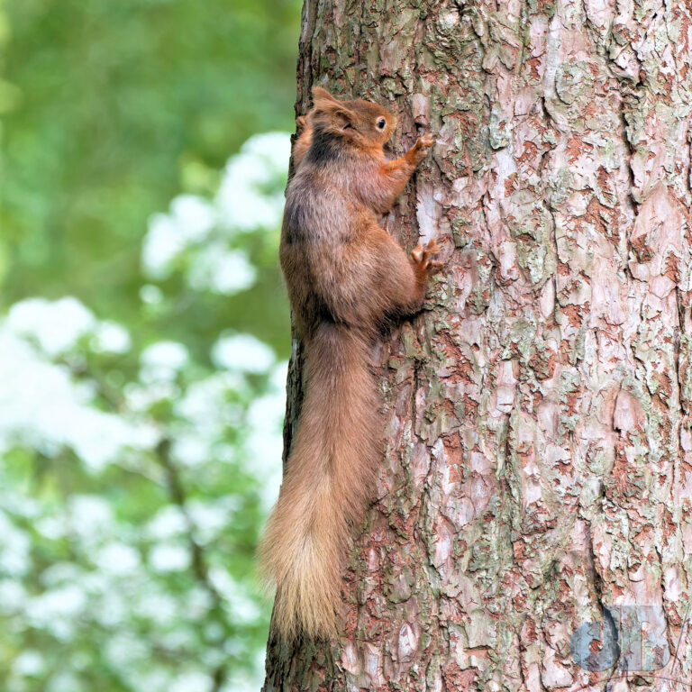 Red Squirrel, Llyn Parc Mawr