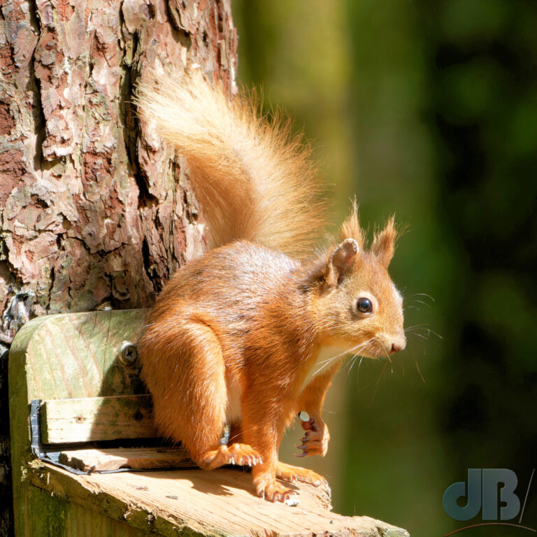 Red Squirrel, Llyn Parc Mawr