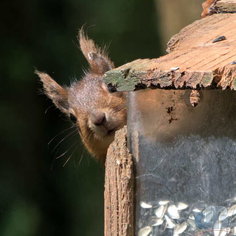 Red Squirrel, Llyn Parc Mawr