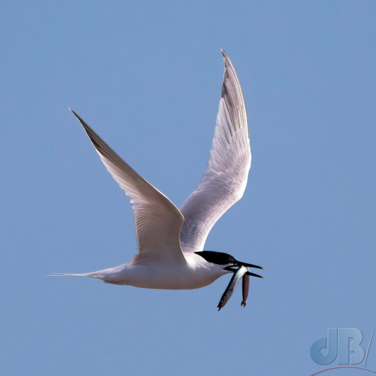 Sandwich Tern and food