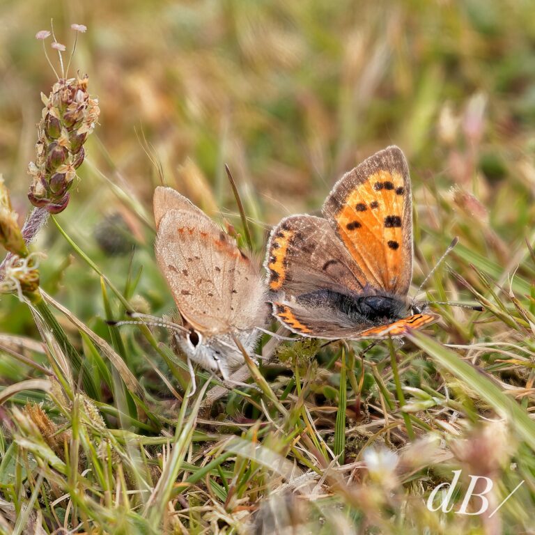 Small Coppers in copulo on the Anglesey golf course