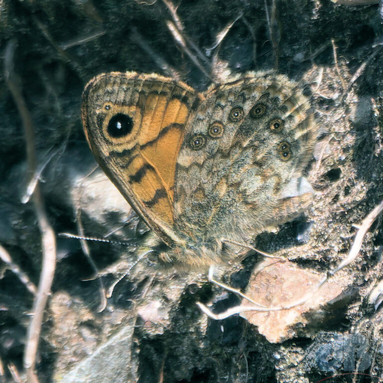 Wall butterfly showing cryptic camouflage of underwing