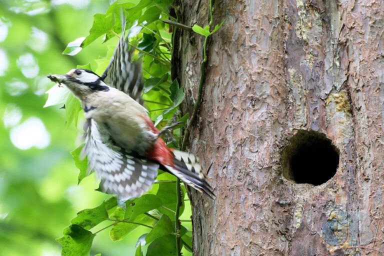 Female Great Spotted Woodpecker takes flight, NT Plas Newydd