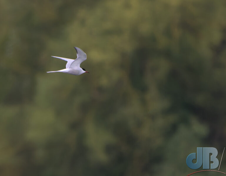 Arctic Tern in flight RSPB Fen Drayton, Drayton Lake