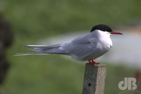 Arctic Tern, Inner Farne