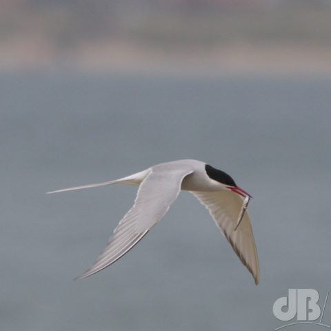 Arctic Tern carrying sand eel