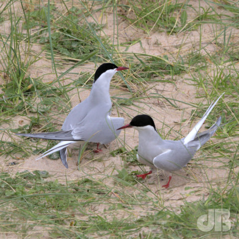 Courting Arctic Terns