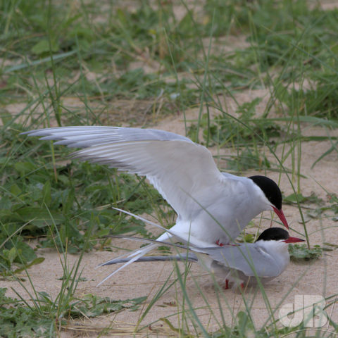 Mating Arctic Terns