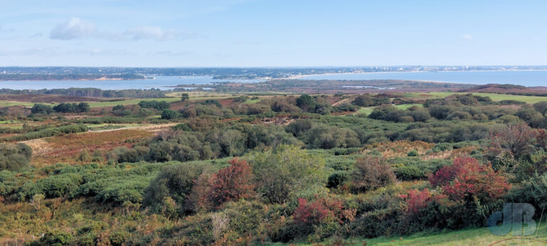 Viewpoint looking out over RSPB Arne and Poole