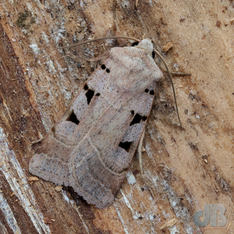 Autumnal Rustic recorded in Corfe Castle