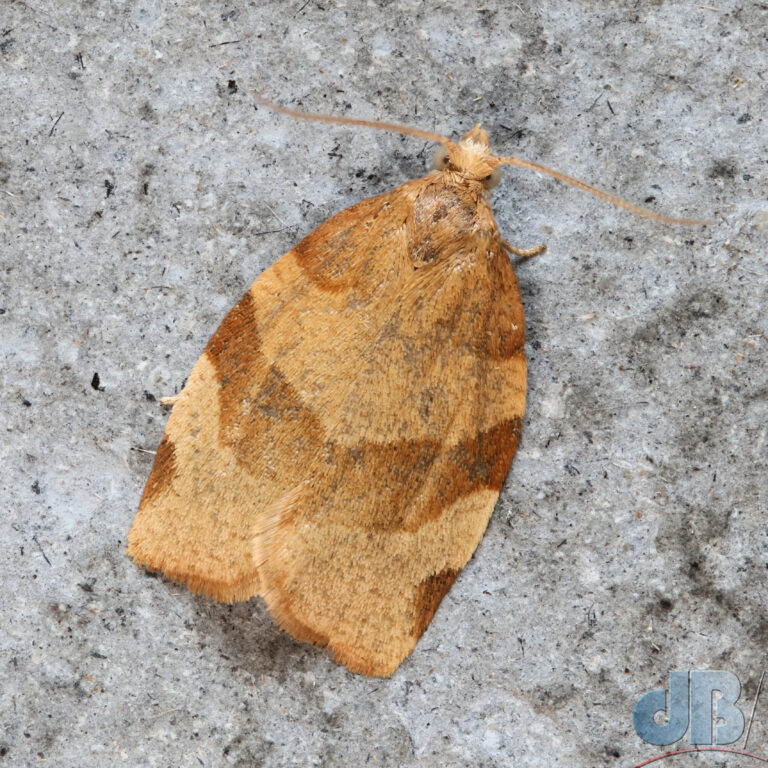 Barred Fruit-tree Tortrix