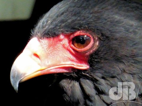 Happy and red-faced Bataleur Eagle