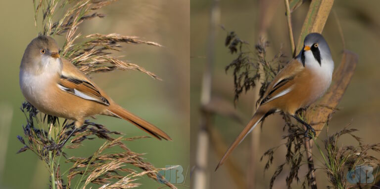 Bearded Reedlings