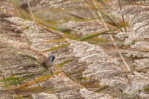 Bearded Reedling