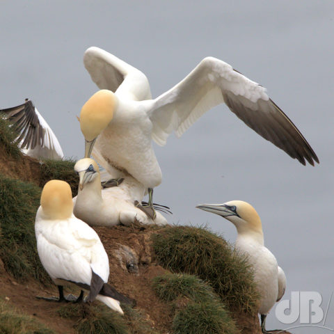 Gannets, Bempton Cliffs