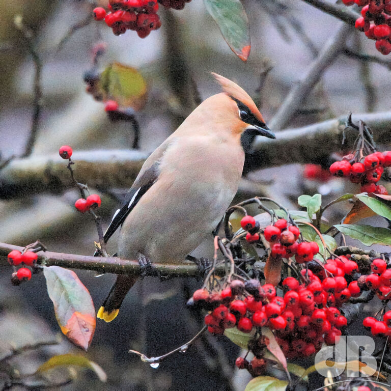 Waxwing feeding on berries in a tree, Newcastle