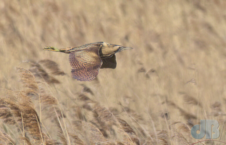 Fenland Flyby - Bittern over reed beds at RSPB Ouse Fen