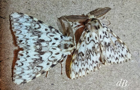 Two male Black Arches